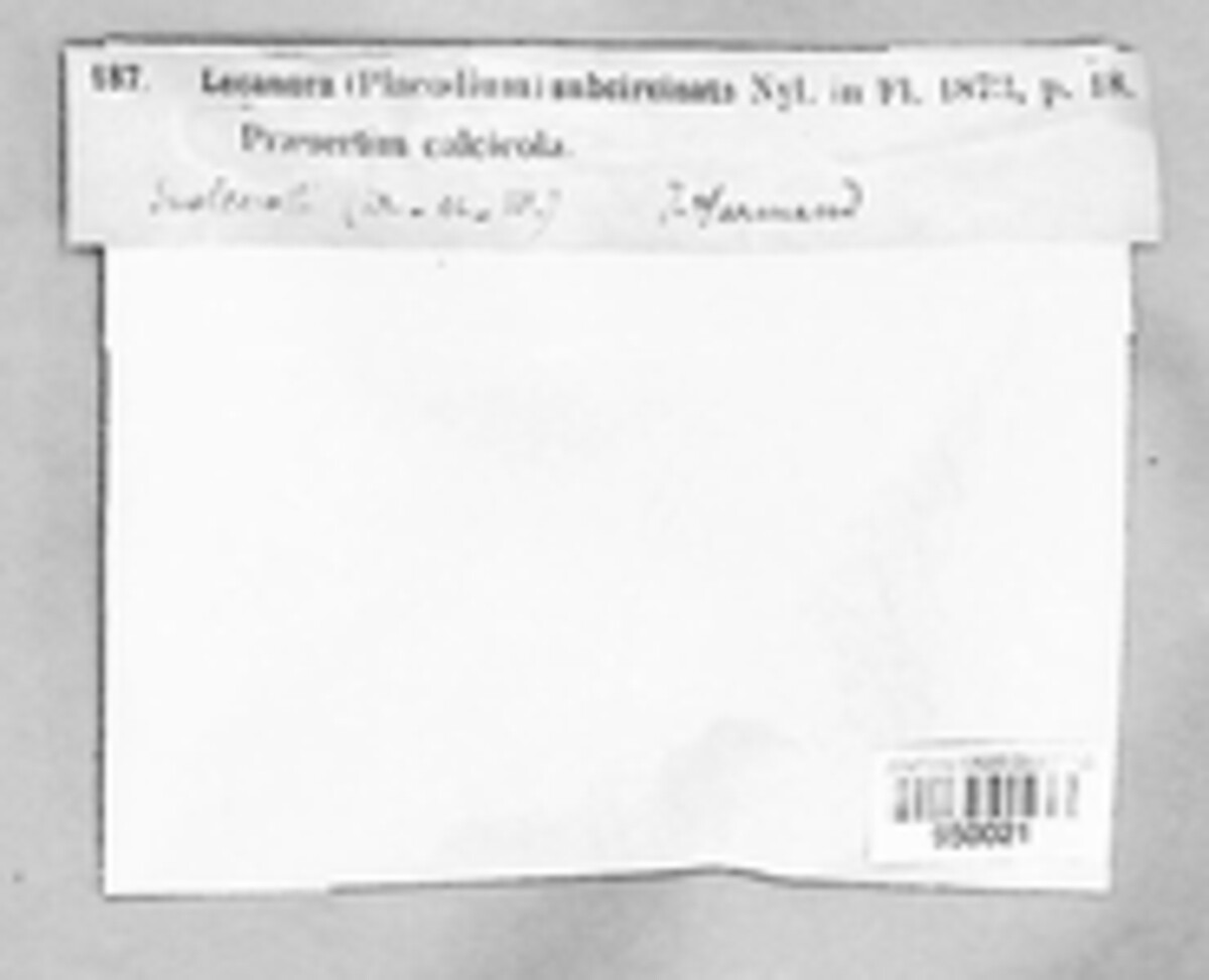 Lobothallia radiosa image